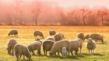 Sheep in a field 